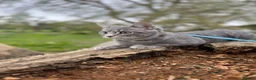 Mixed Breed cats for sale: Grey kitten 10 months old. - Advert 1