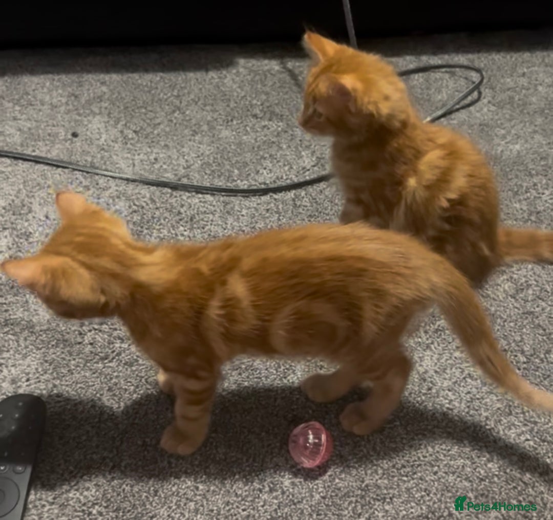 British Longhair cats for sale: Cute ginger male kitten - Image 6