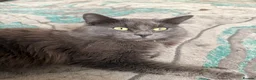 Nebelung cats for sale: Meet Prinze - Advert 8