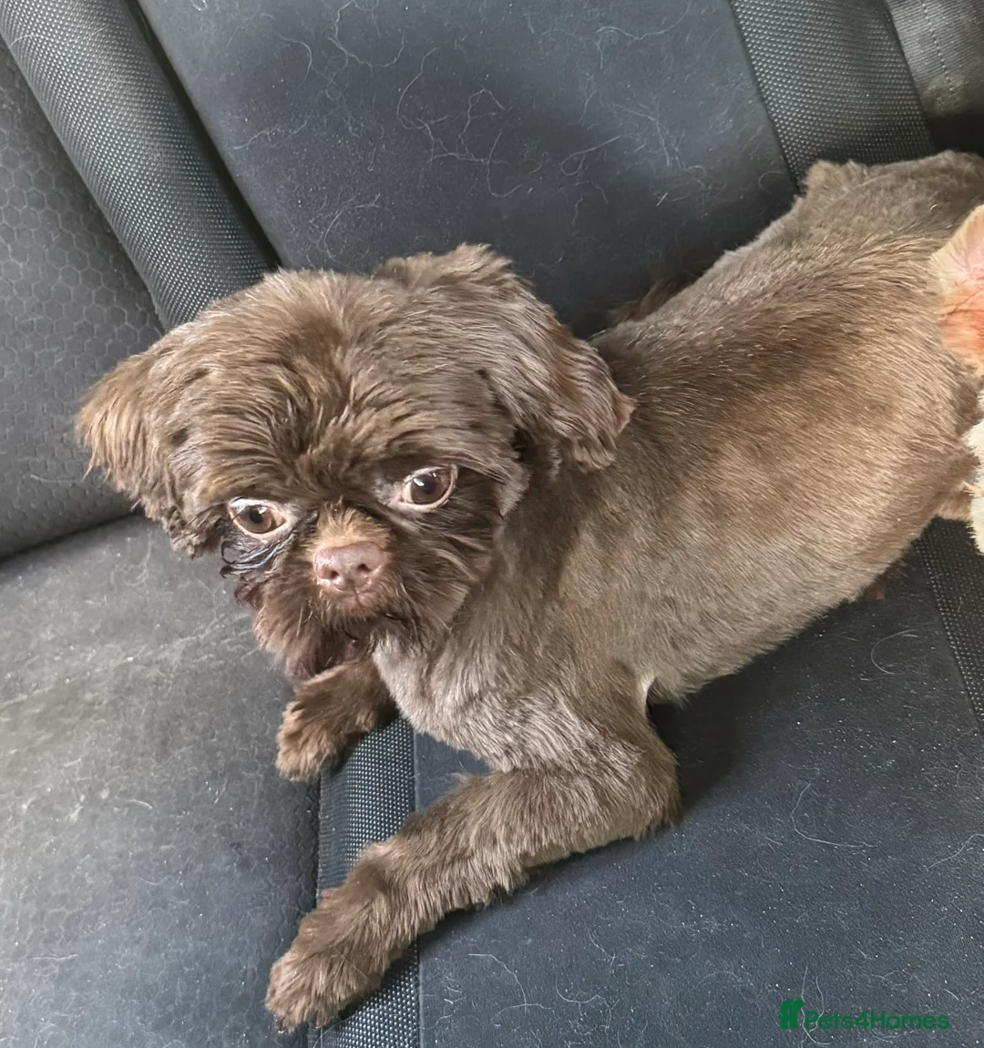 Shih Tzu dogs for stud: stunning chocolate stud boy  in Saint Helens - Advert 16