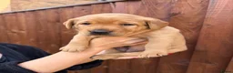 Labrador Retriever dogs for sale: Harleigh & FTCH Jarailstar Hogen of Stauntonvale - Advert 37