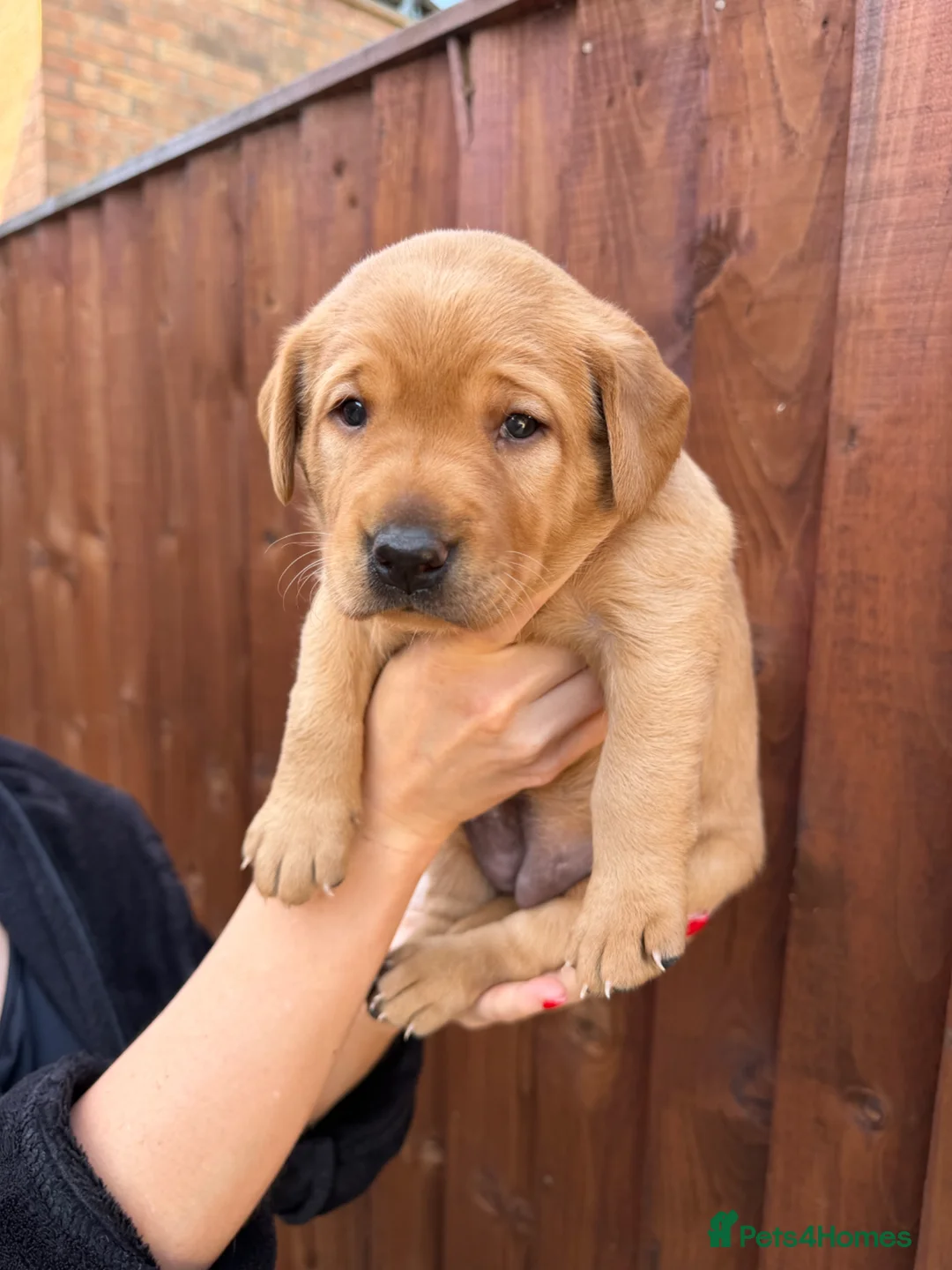 Labrador Retriever dogs for sale: Harleigh & FTCH Jarailstar Hogen of Stauntonvale - Advert 37