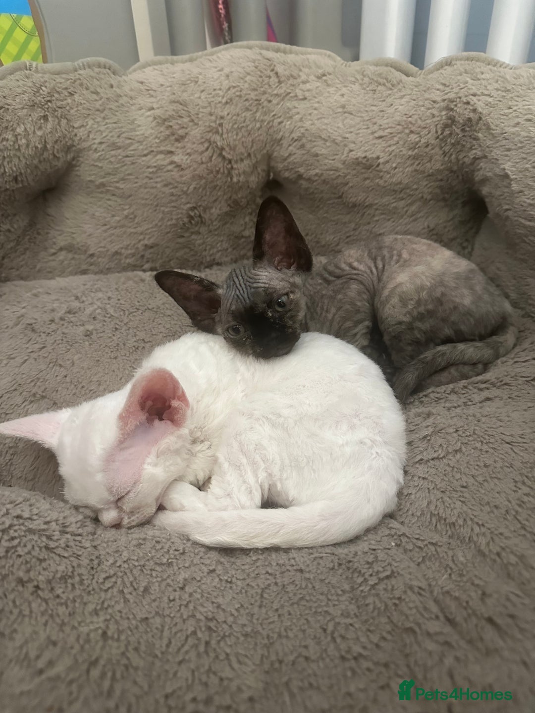 Devon Rex cats for sale: Two Adorable Devon Rex Kittens 💙🩷 - Image 24