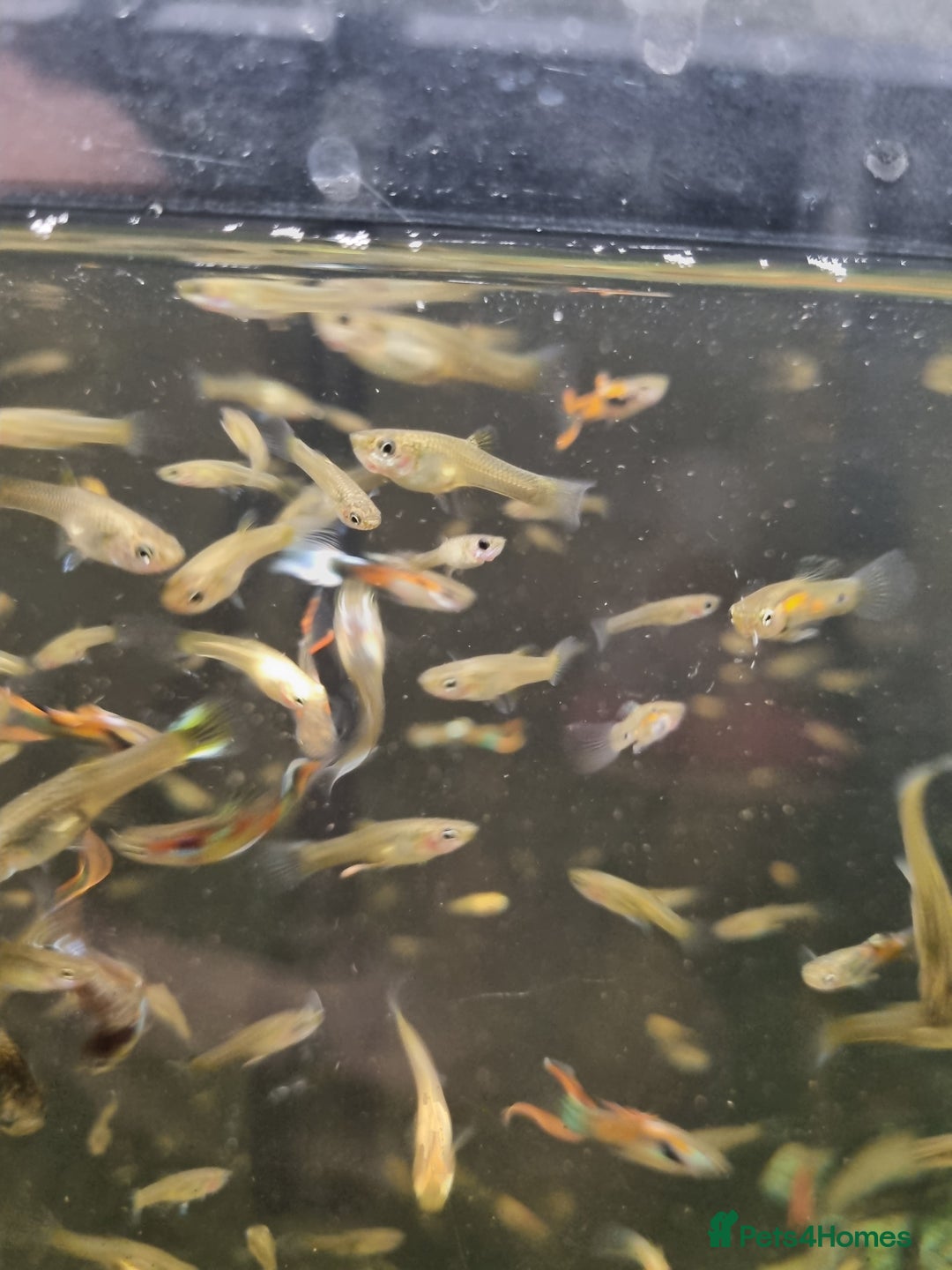 Plecos fish for sale: Plecos and guppies  - Advert 1