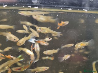 Plecos fish Plecos and guppies - Advert 4