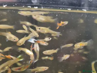 Plecos fish Plecos and guppies - Advert 7