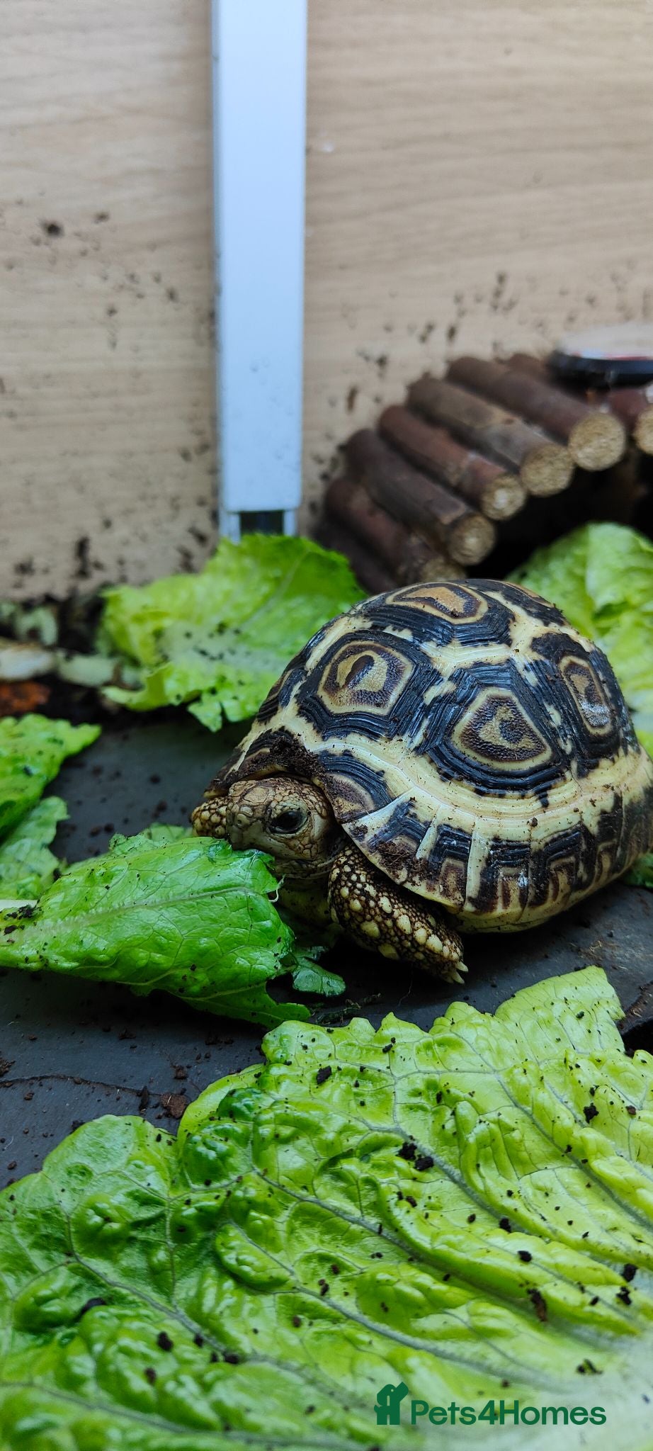 Tortoise reptiles Leopard Spotted Tortoises - Advert 11