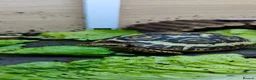 Tortoise reptiles for sale: Leopard Spotted Tortoises - Advert 1