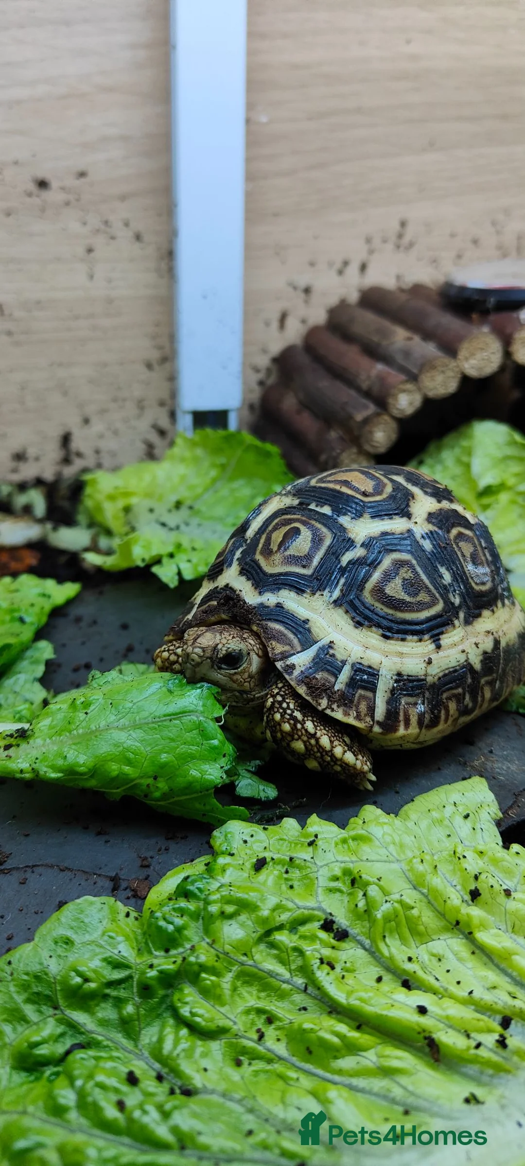 Tortoise reptiles for sale: Leopard Spotted Tortoises - Advert 1