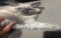 Ragdoll cats for sale: Purebred Ragdoll Kittens  in Melksham - Image 7