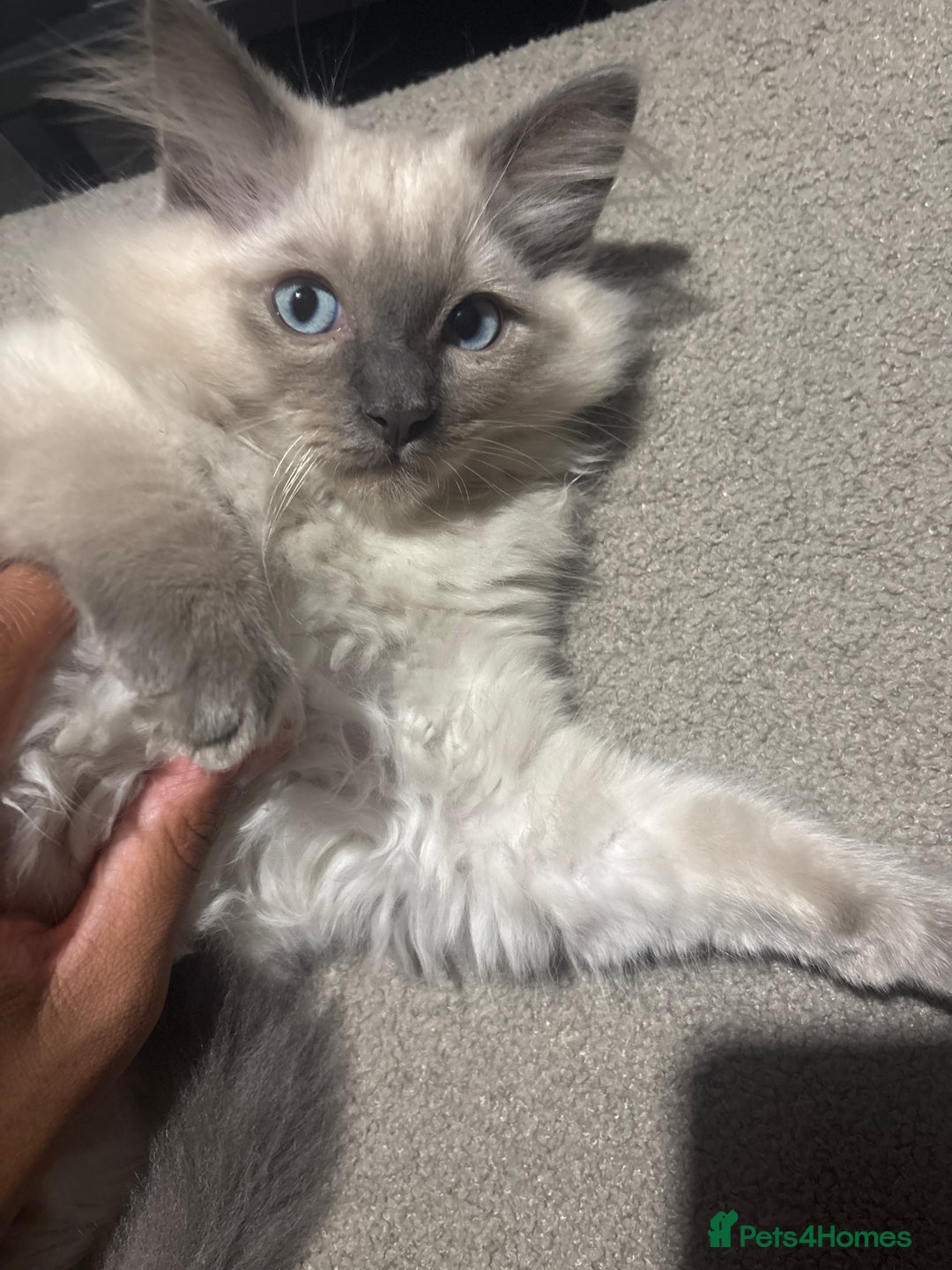 Ragdoll cats for sale: Purebred Ragdoll Kittens  in Melksham - Image 7