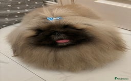 Pekingese dogs for stud: Kc registered Pekingese for stud duties in Truro - Image 5