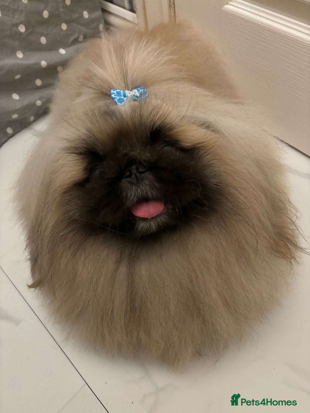 Pekingese dogs for stud: Kc registered Pekingese for stud duties in Truro - Image 5