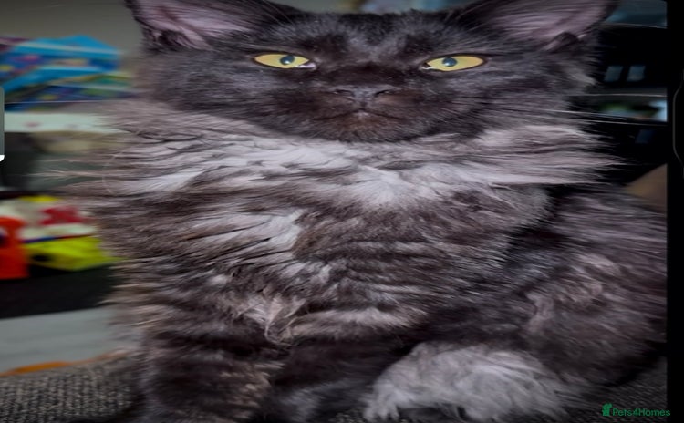 Maine Coon cats - Advert 1