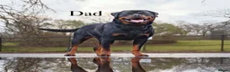 Rottweiler dogs for sale: 🐾 Beautiful Rottweiler Puppies 🐾 - Advert 9