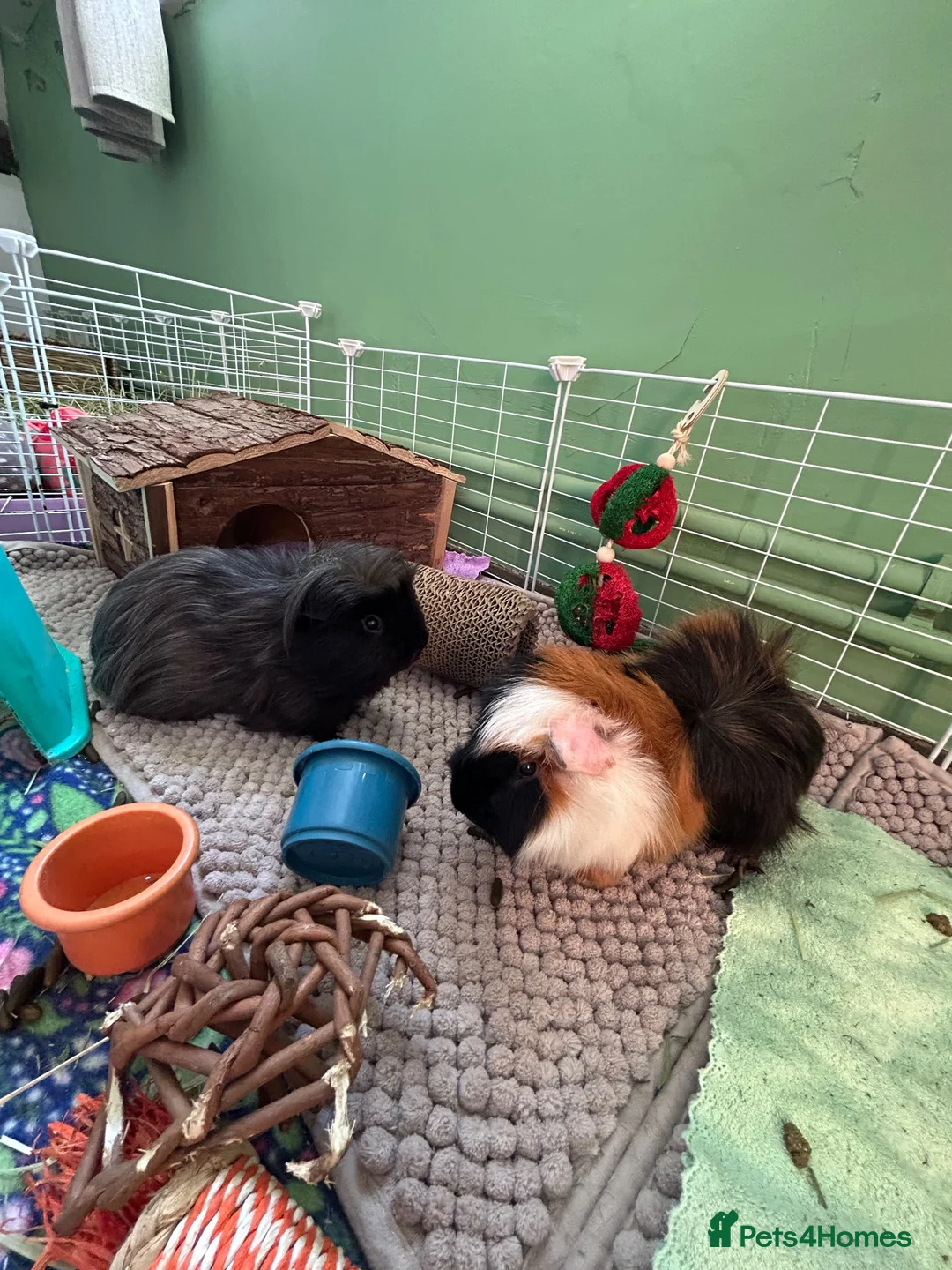 Guinea Pig rodents for sale: 2 Male Guinea Pigs - Advert 6