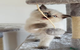 Ragdoll cats for sale: Ragdoll x maine coon kittens for sale  - Image 7