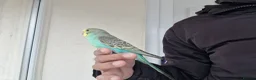 Budgerigars birds for sale: Super hand tamed baby budgies  - Advert 4