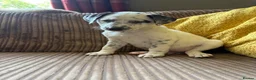 Mixed Breed dogs for sale: Dalmatian x collie puppies in Stone - Advert 10