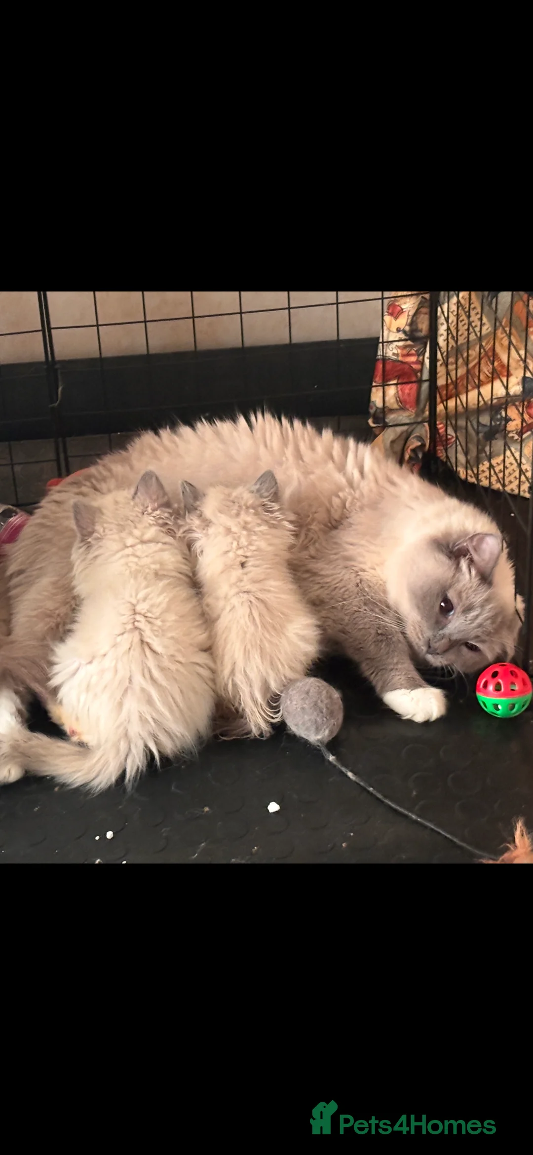 Ragdoll cats for sale: Beautiful Ragdols  - Advert 1