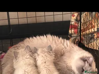 Ragdoll cats Beautiful Ragdols - Advert 1