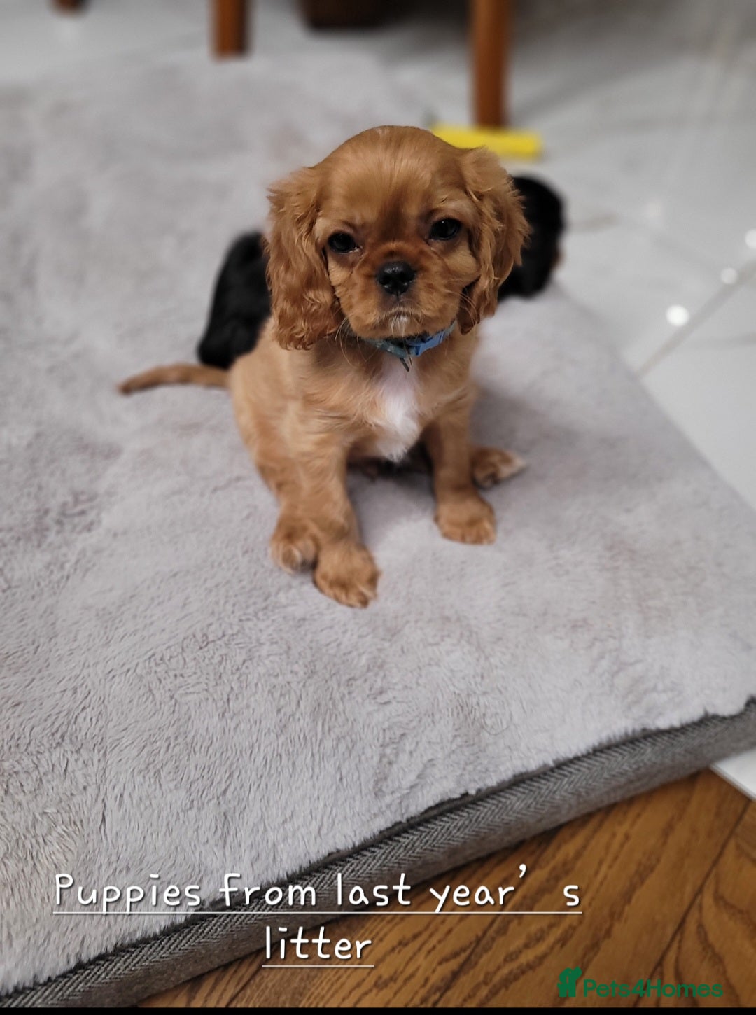 Cavalier King Charles Spaniel dogs StunningPuppiesChampBloodline–HealthTestedParent - Advert 6