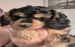 Cockapoo dogs for sale: Cockerpoos  - Image 9