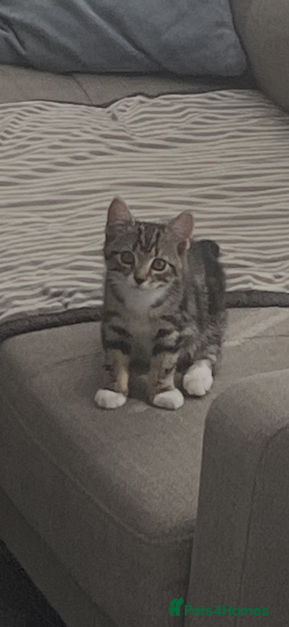 Mixed Breed cats Beautiful Kitten - Tilly - Bengal X - Advert 7