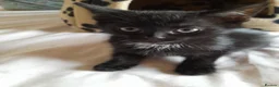 Russian Blue cats for sale: Microchipped cross Russian Blue Kittens - Advert 4