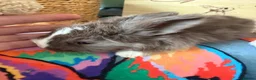 Angora rabbits for sale: Angora full face purebred balls of fluff 🐇  - Advert 4