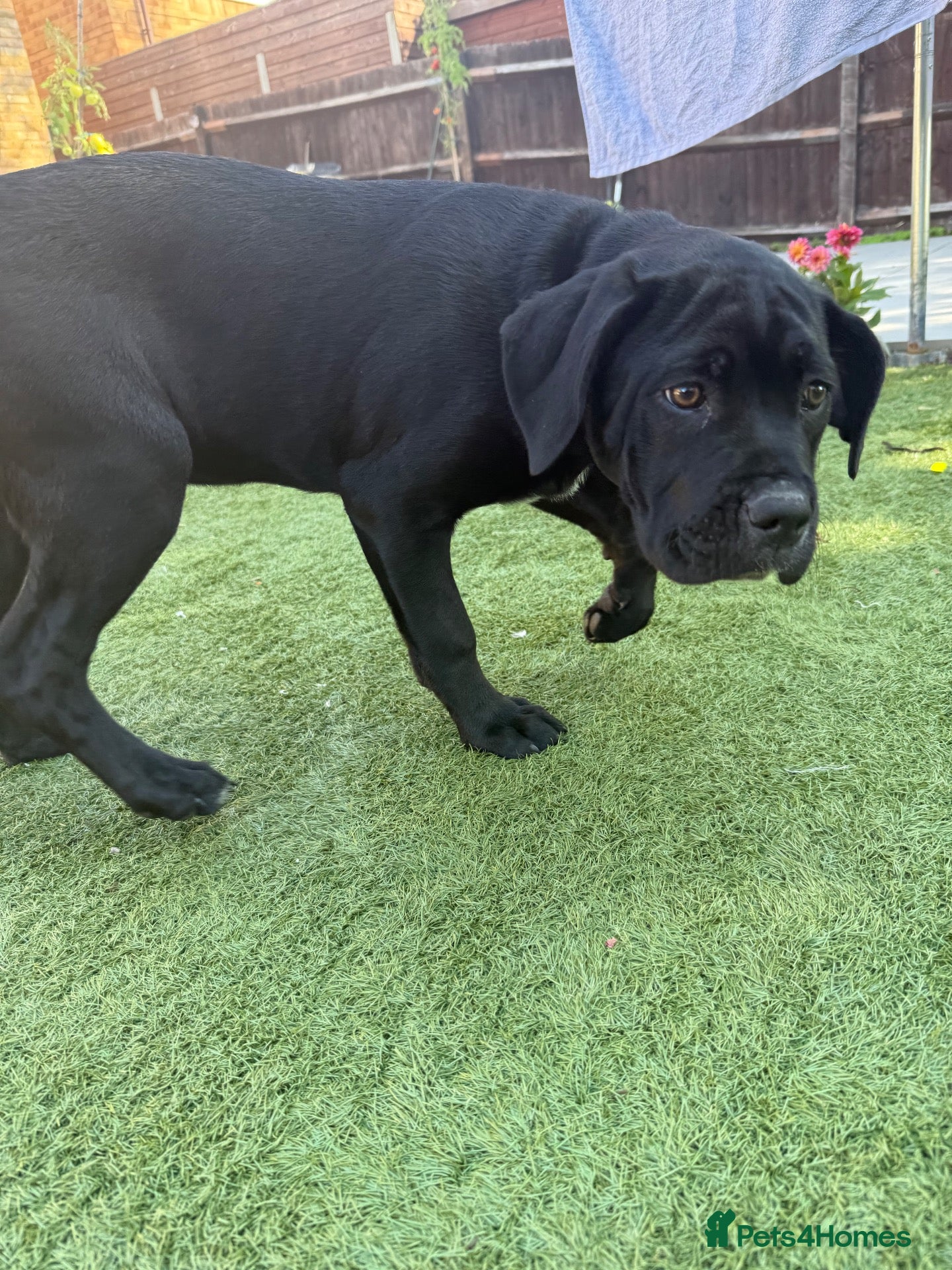 Cane Corso dogs Cane corso puppies - Advert 2