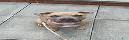 American Bull Staffy dogs for sale: American Staffordshire Bull Terrier in Slough - Advert 2