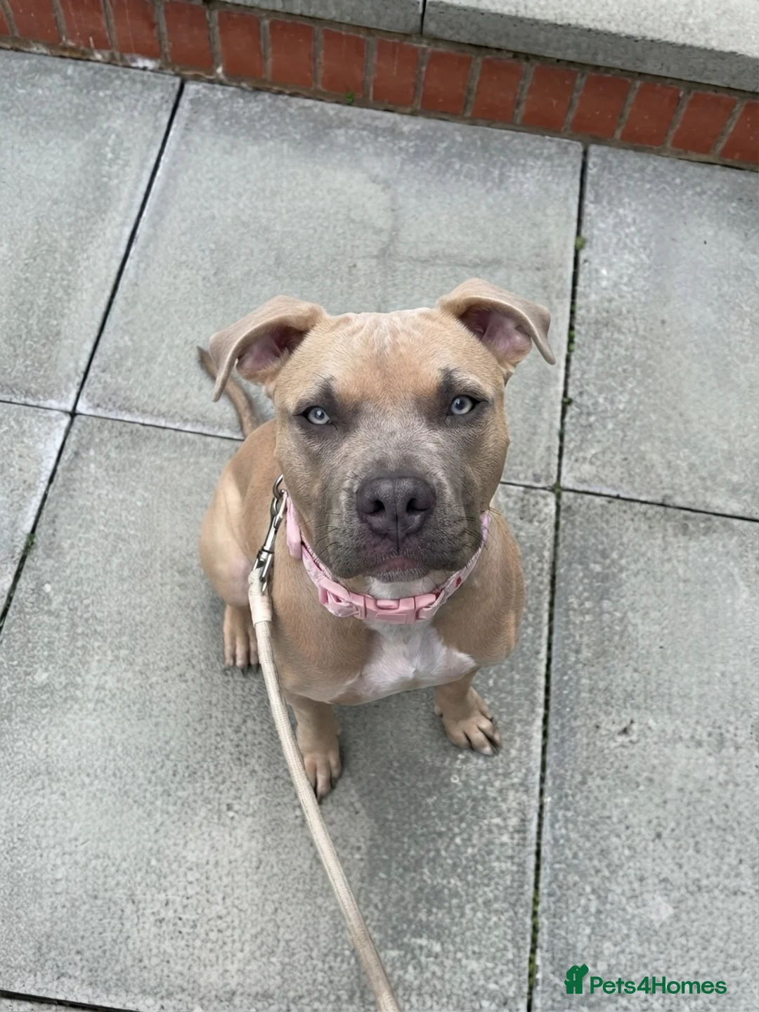 American Bull Staffy dogs for sale: American Staffordshire Bull Terrier in Slough - Advert 2