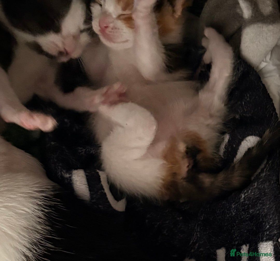 Mixed Breed cats for sale: 3 beautiful kittens for sale - Image 12