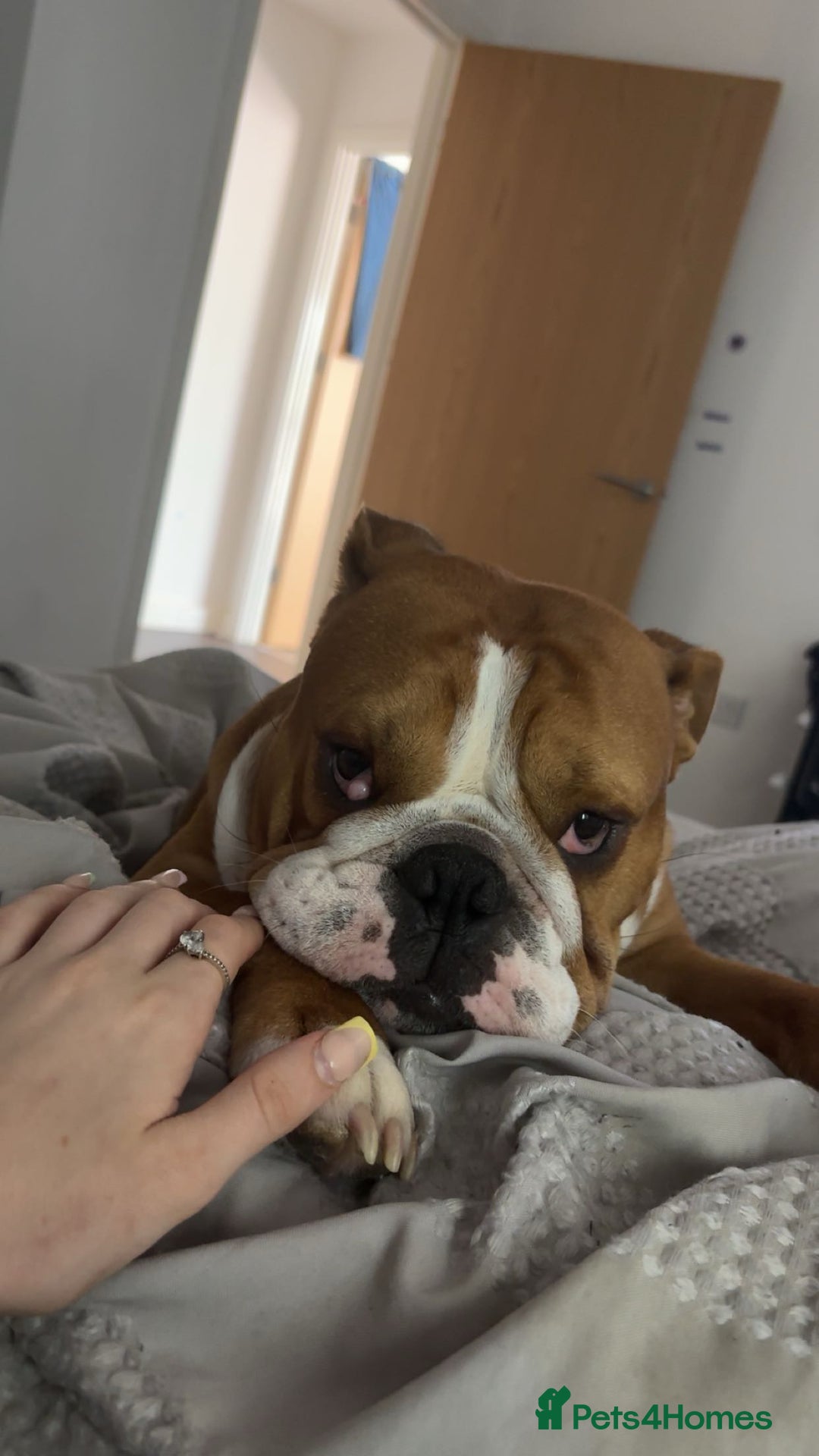 English Bulldog dogs for sale: Winston  - Image 4