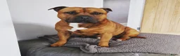 Staffordshire Bull Terrier dogs for stud: Staffordshire Bull Terrier Stud in Wolverhampton - Advert 11