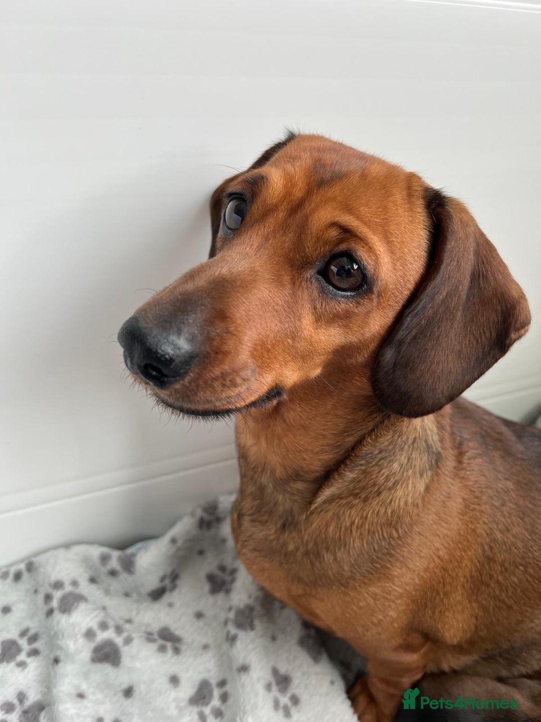 Miniature Dachshund dogs for sale: Miniature smooth hair shaded red boy puppy  - Advert 4