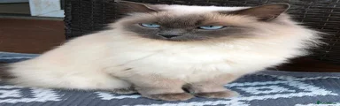 Ragdoll 1