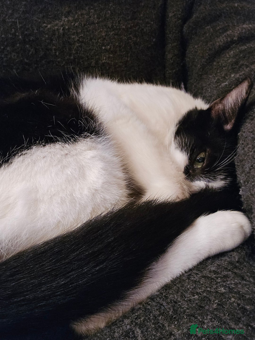 Mixed Breed cats for adoption: [Indoors Only] Thomas - The perfect impurrfect boy - Advert 7