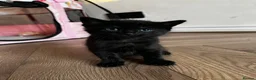 Bengal cats for sale: Beautiful Half Bengal Kittens - Ready Soon - Advert 3
