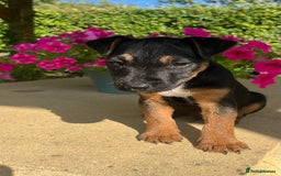 Lakeland Terrier dogs for sale: 1 male terrier  - Image 1