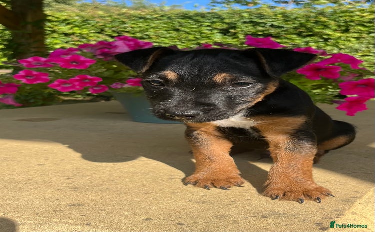 Lakeland Terrier dogs - Advert 1