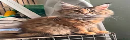 Maine Coon cats for sale: Stunning TICA registered Maine Coon Female - Advert 1