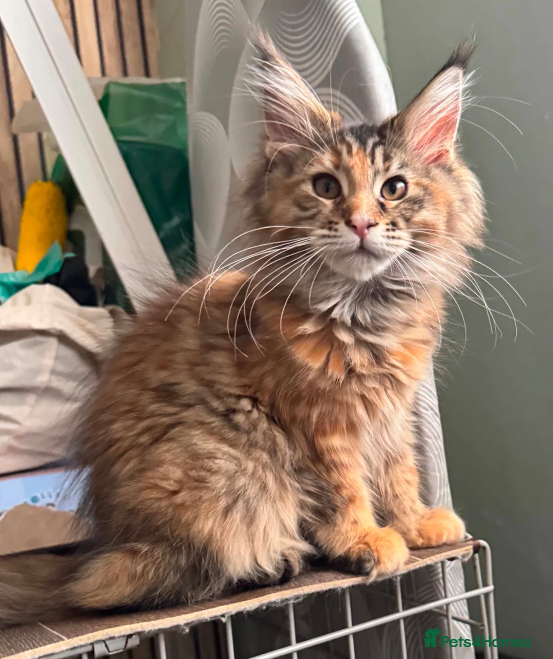 Maine Coon cats for sale: Stunning TICA registered Maine Coon Female - Advert 1