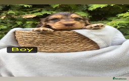 Cocker Spaniel dogs for sale: GORGEOUS SHOW TYPE SABLES COCKER SPANIAL PUPPIES - Image 11