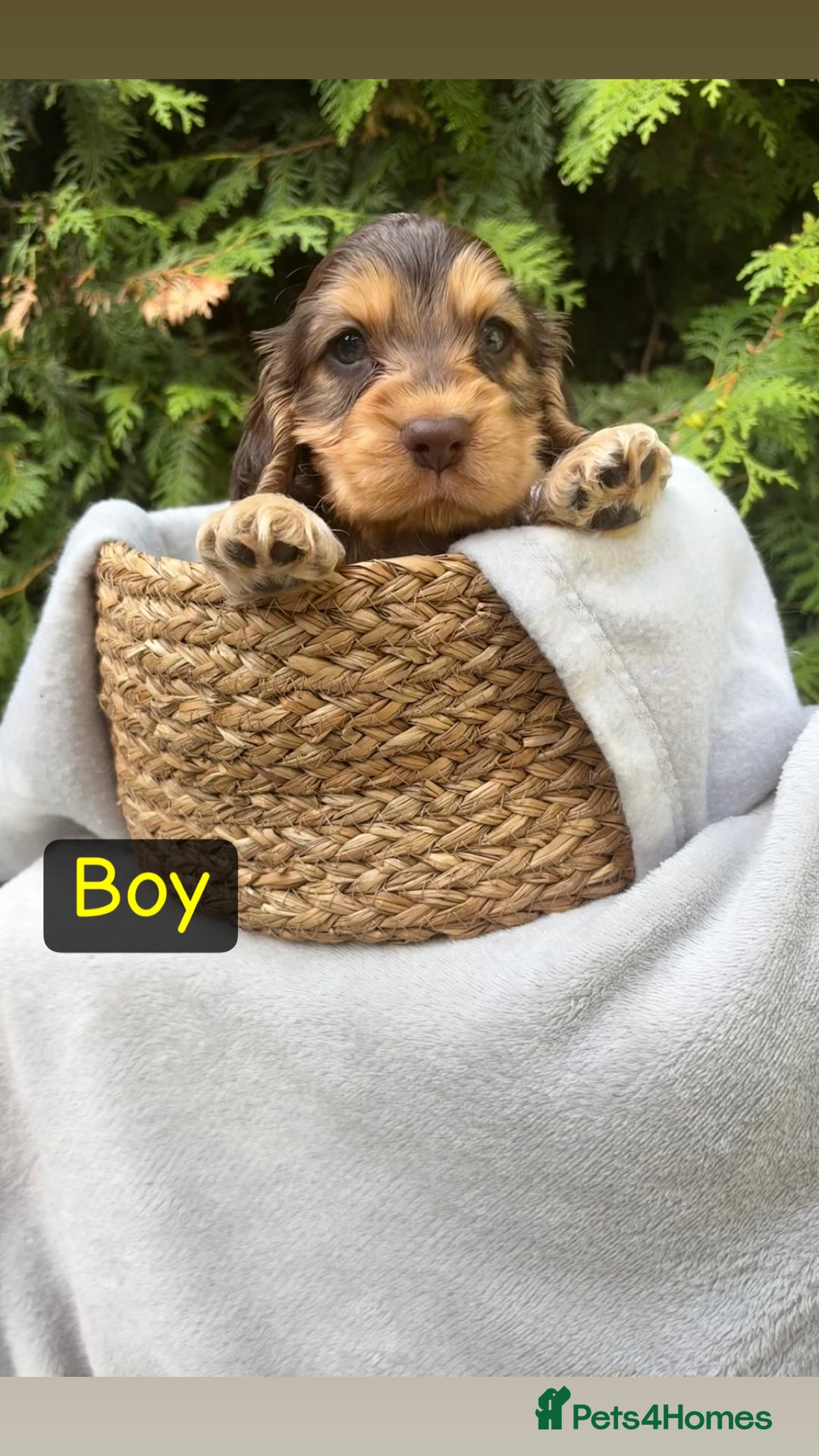 Cocker Spaniel dogs for sale: GORGEOUS SHOW TYPE SABLES COCKER SPANIAL PUPPIES - Image 11