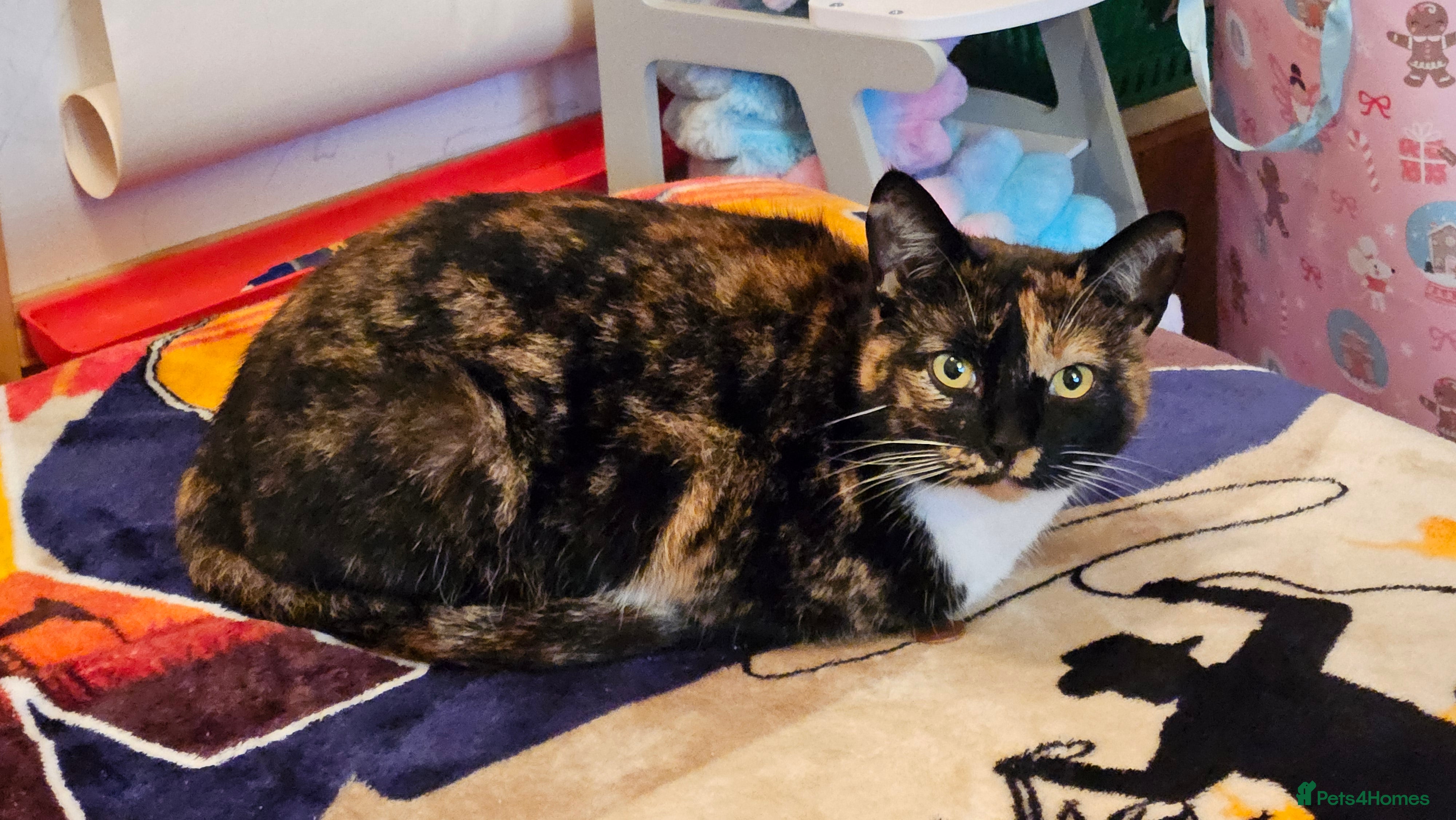 Mixed Breed cats Marbles, outdoor kitty, 5 yo female neutered  - Advert 16