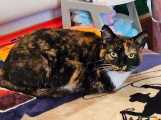 Mixed Breed cats Marbles, outdoor kitty, 5 yo female neutered - Advert 21