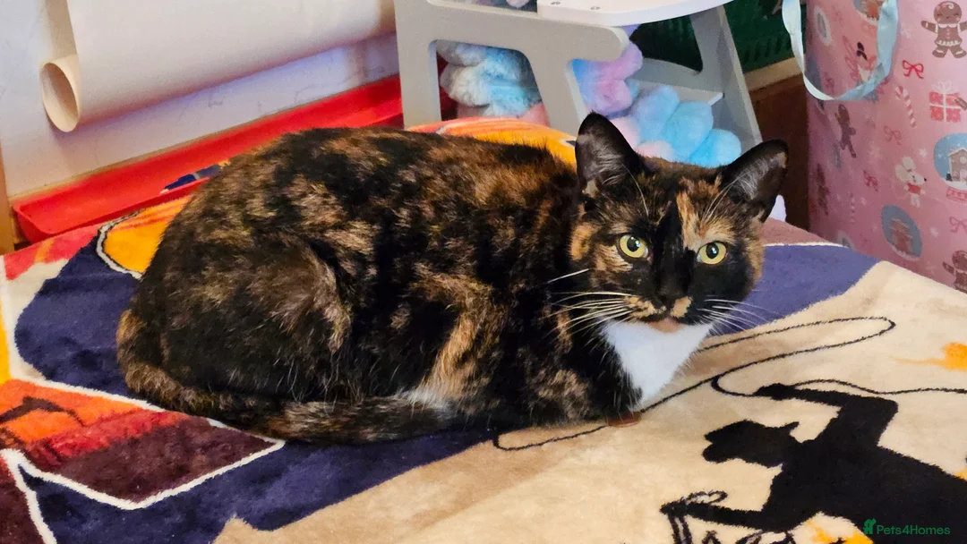 Mixed Breed cats for sale: Marbles, outdoor kitty, 5 yo female neutered  - Advert 1