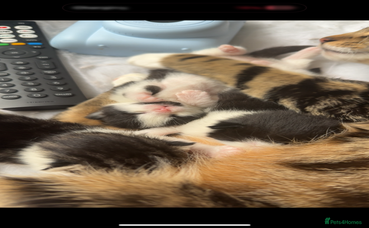Bengal cats - Advert 1